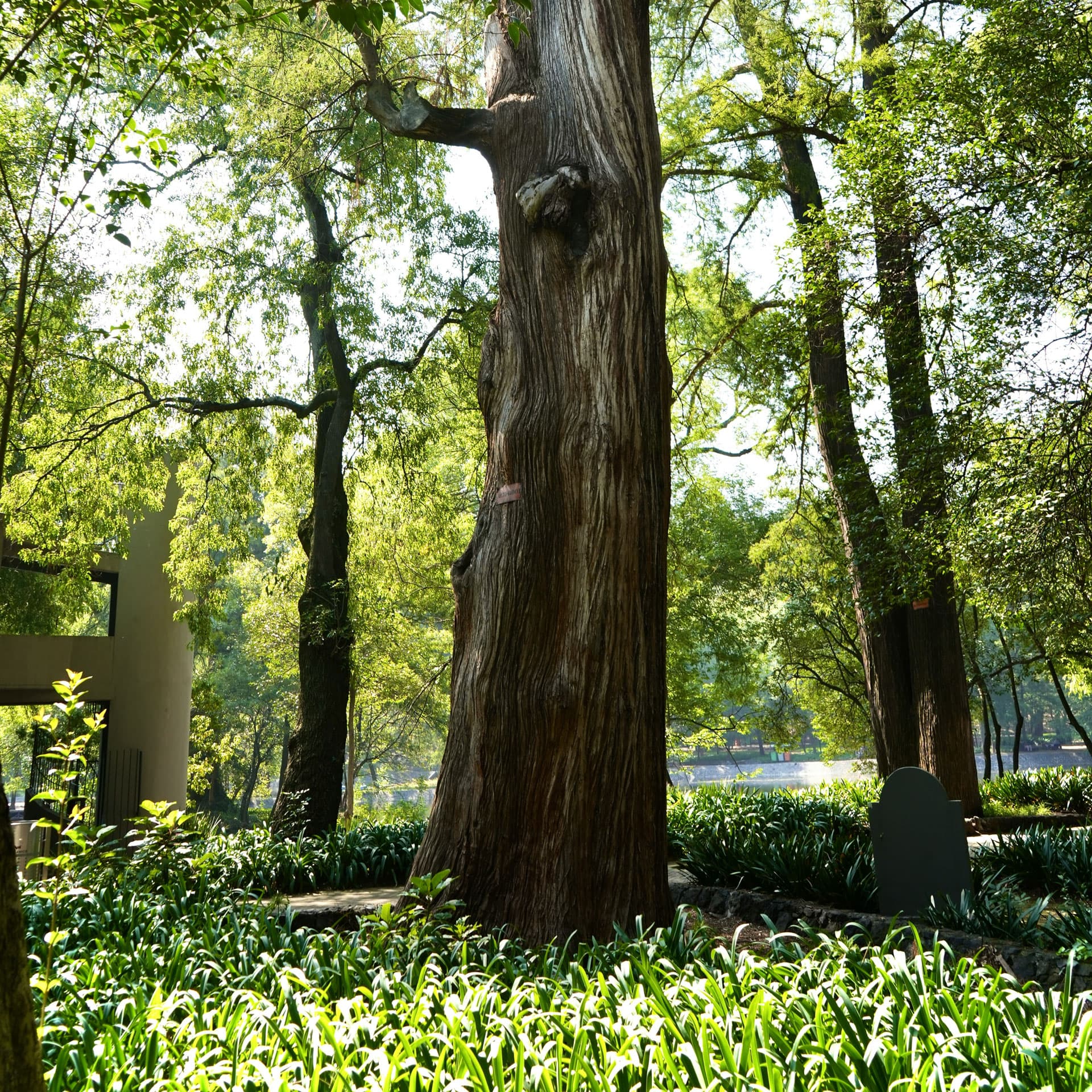Großbaum im Wald, umgeben von Grün, symbolisiert Naturbestattungen bei Kuhn Bestattungen in Asperg.