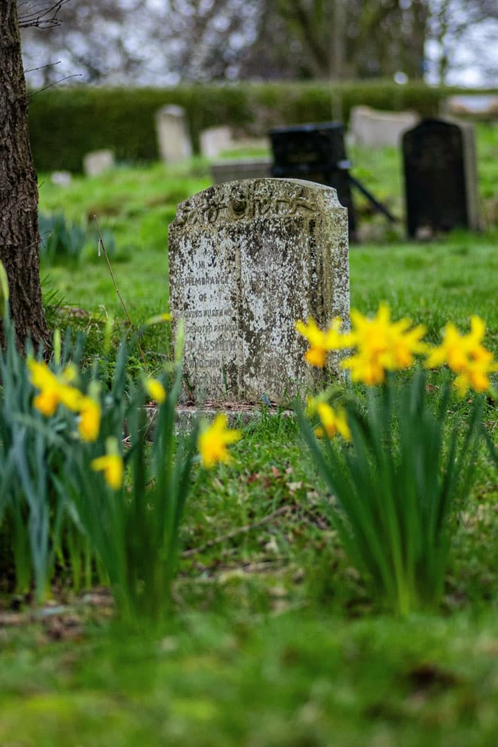 Historischer Grabstein auf dem Friedhof Oßweil in Ludwigsburg Grabstein auf dem Friedhof Oßweil zwischen blühenden Narzissen