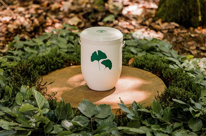 Biologisch abbaubare FriedWald-Urne auf einem Baumstumpf im Wald.