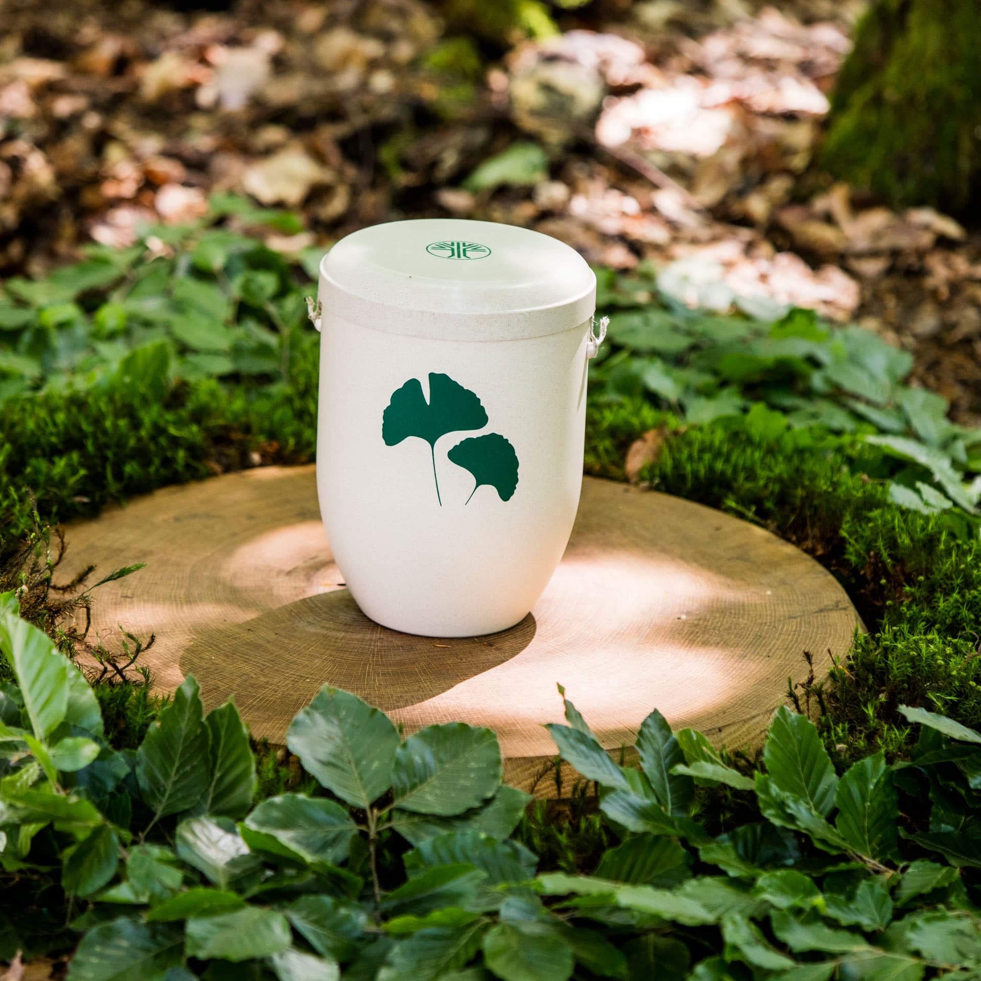 Biologisch abbaubare FriedWald-Urne auf einem Baumstumpf im Wald.